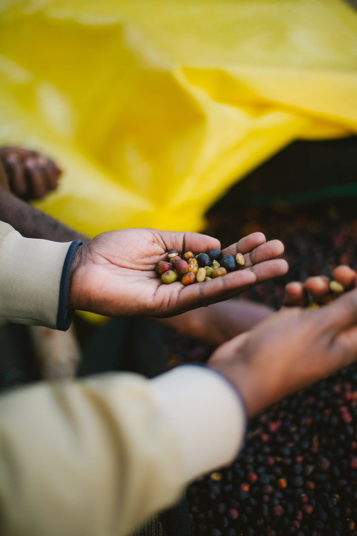 Producer Profile: Alo Coffee