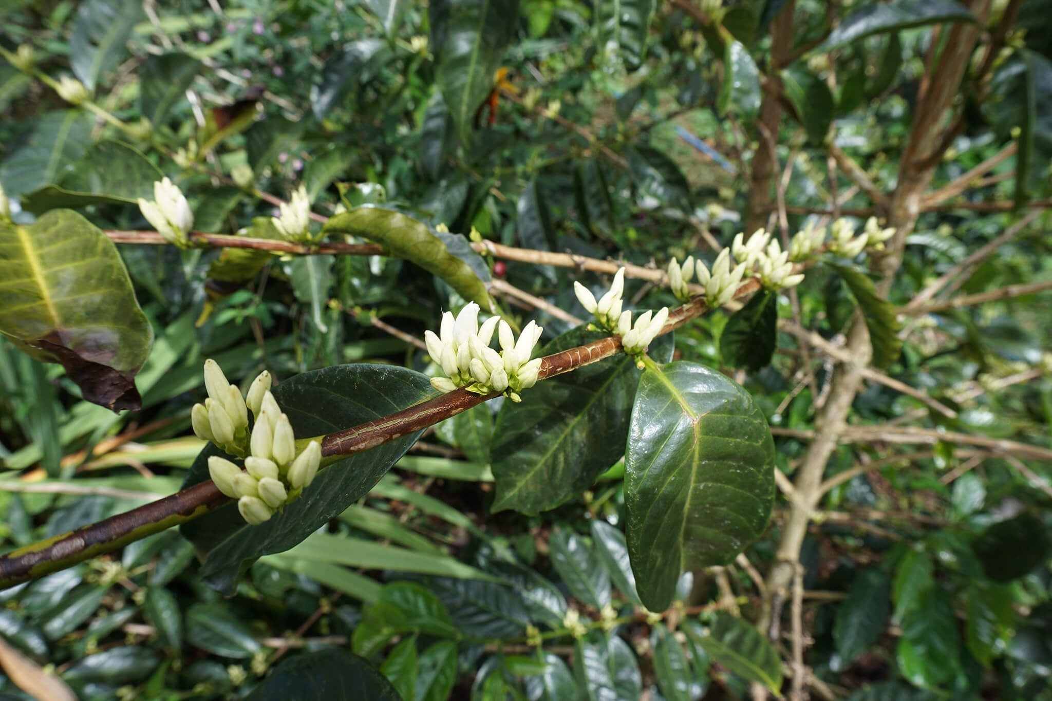Wush Wush Or Gesha? Exploring Five Rare Coffee Varietals