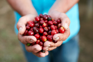 Ripe coffee cherries in hands