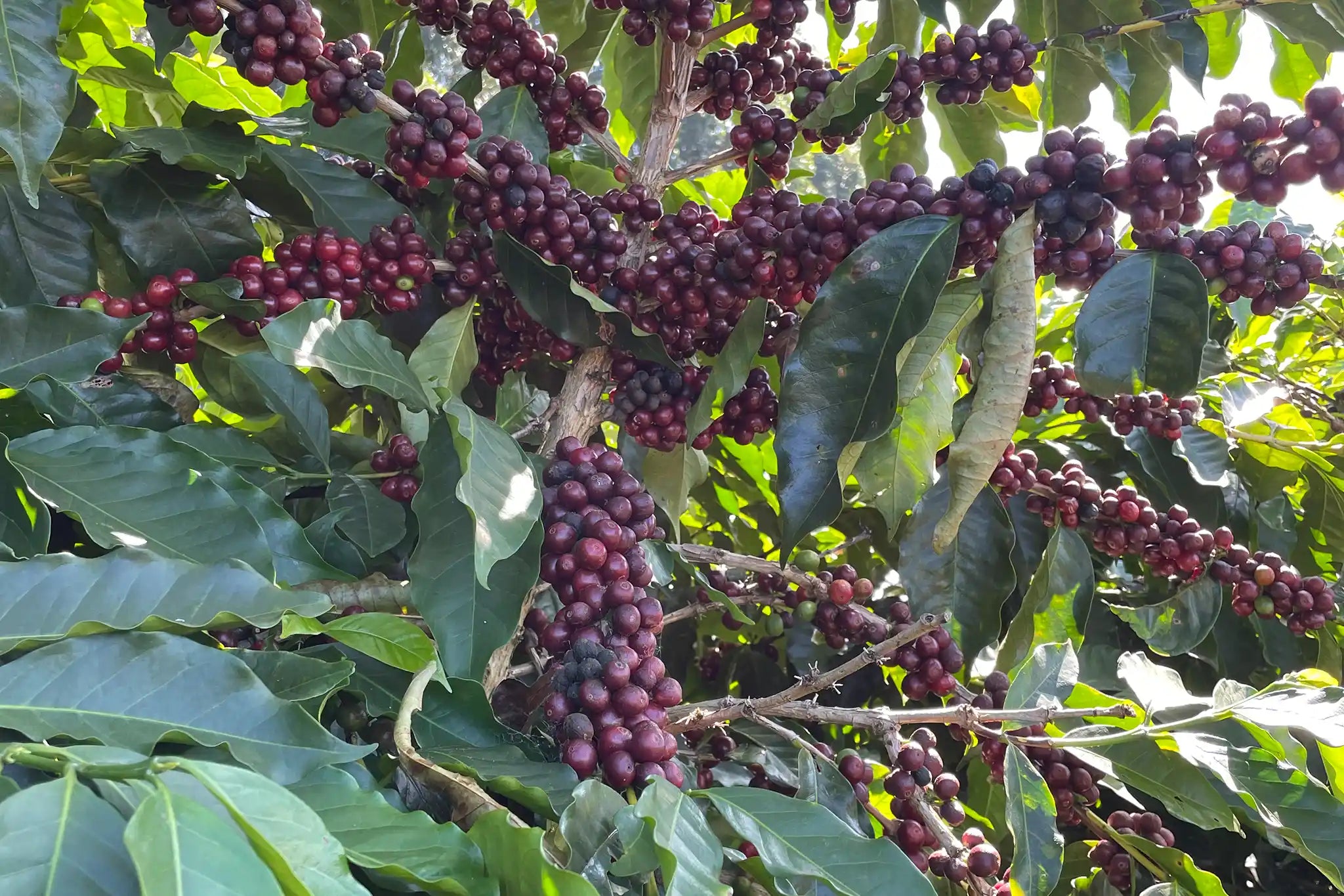 Das Almas: An Experiment in Fermentation