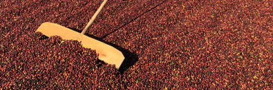 Celebrating Asian Coffee | Q&A with Freda Yuan