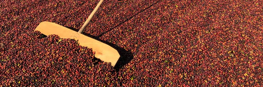 Celebrating Asian Coffee | Q&A with Freda Yuan