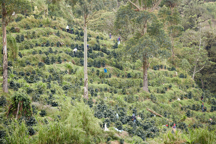 Origin 20 | Brewing Los Altos