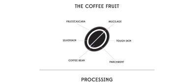 origin-coffee-journal-processing