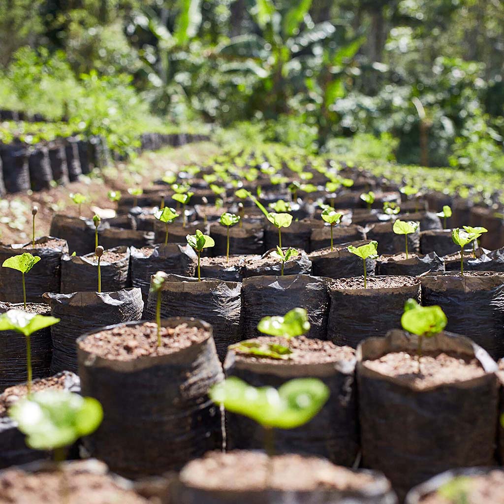 Sustainability