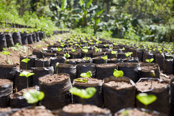 The Future of B Corp at Origin