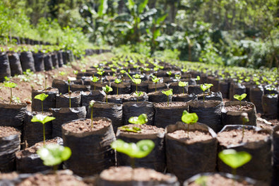 The Future of B Corp at Origin