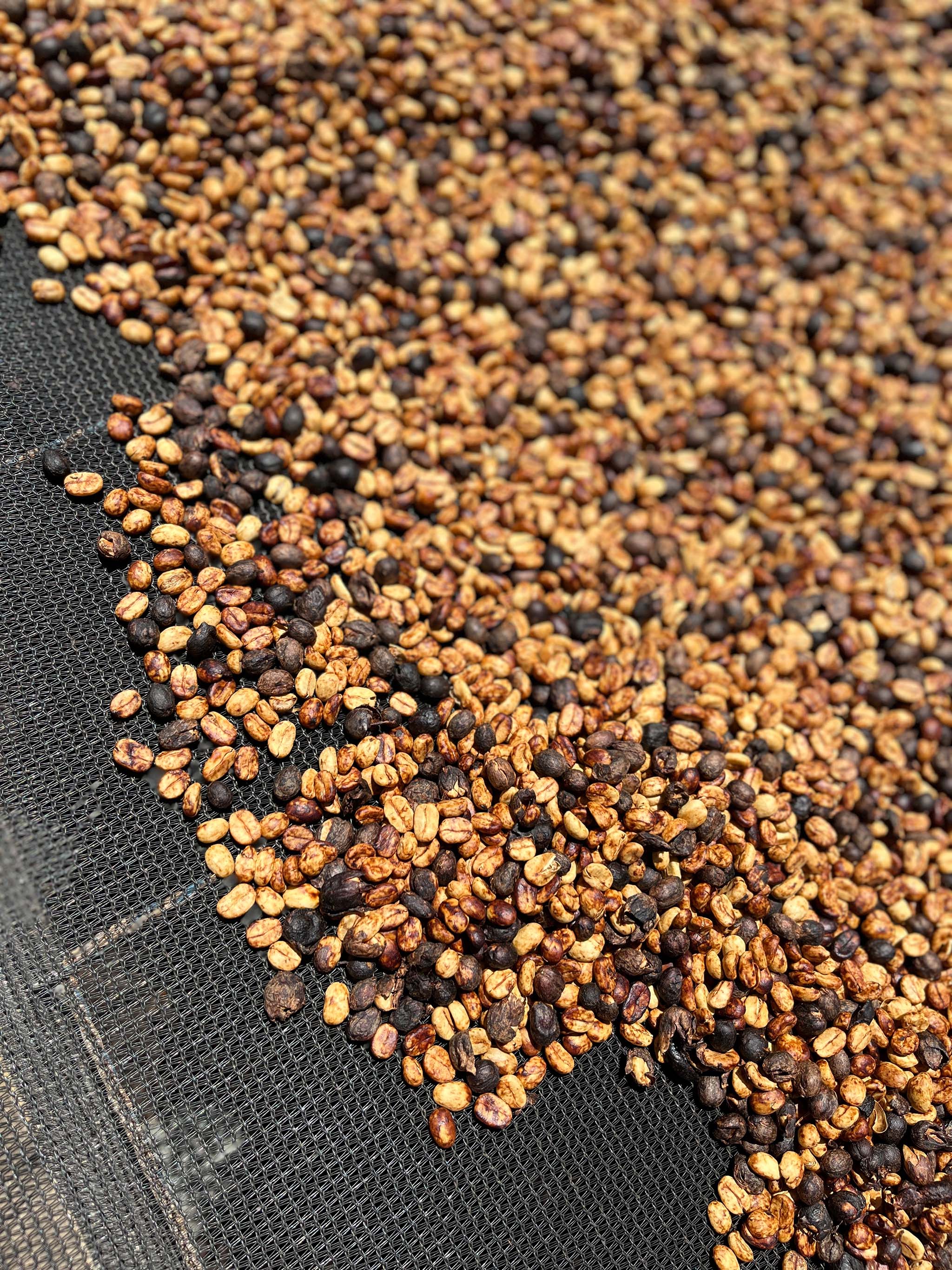 Producer Profile: Carlos Pola