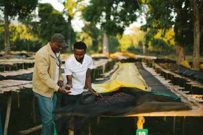 Producer Profile: Alo Coffee