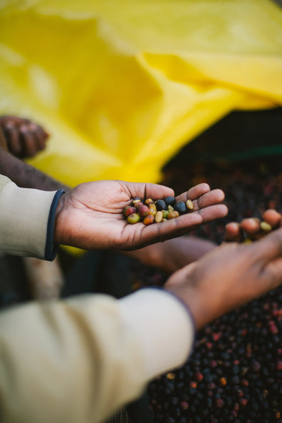 What's Coffee Processing?