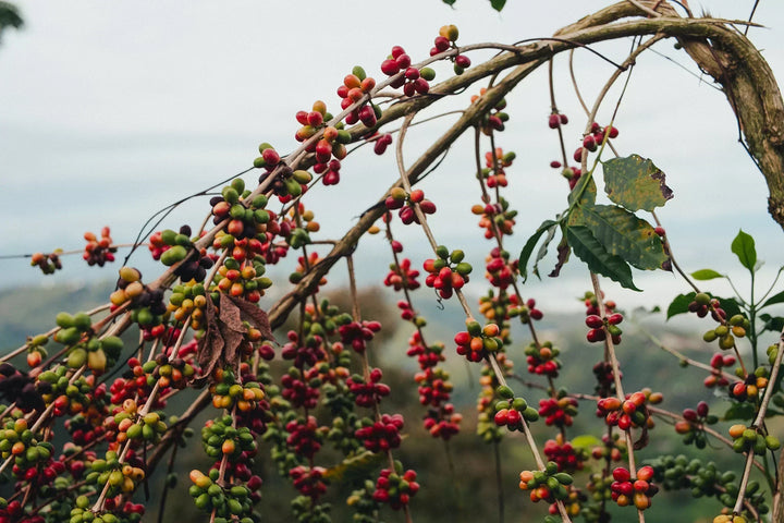 Coffee cherries on tree