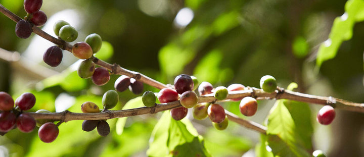 Why is Coffee Getting More Expensive?