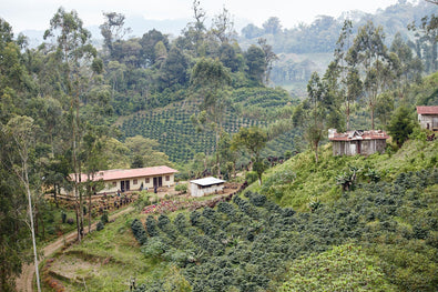 Producer Profile: The Mierisch Family