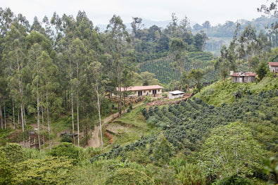 Origin 20 | Brewing Atlas Decaf