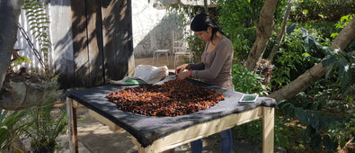Malic Fermentation With Carlos Pola