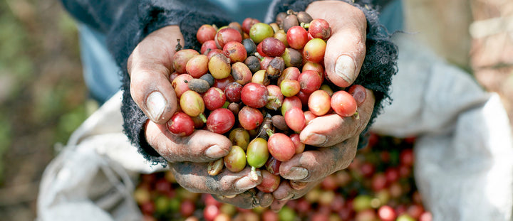 Sourcing Q&A: Joshua Tarlo, Head of Coffee