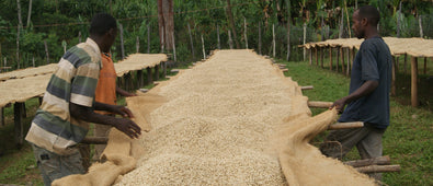 origin-coffee-journal-ethiopia-sourcing
