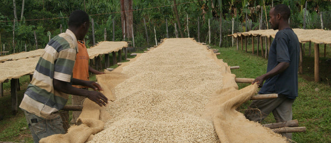 origin-coffee-journal-ethiopia-sourcing